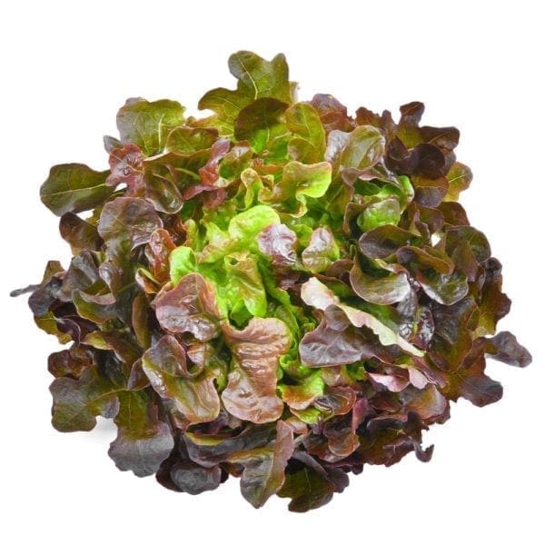 LETTUCE RED OAK - Fruit and Veg Delivery Brisbane - Zone Fresh