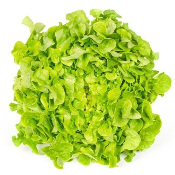 FANCY LETTUCE GREEN OAK - Organic Groceries Brisbane - Zone Fresh