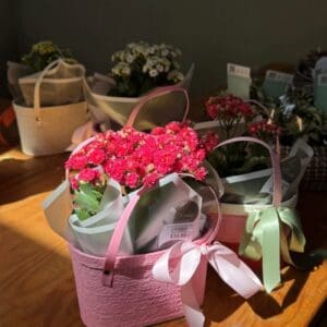 Kalanchoe Plant