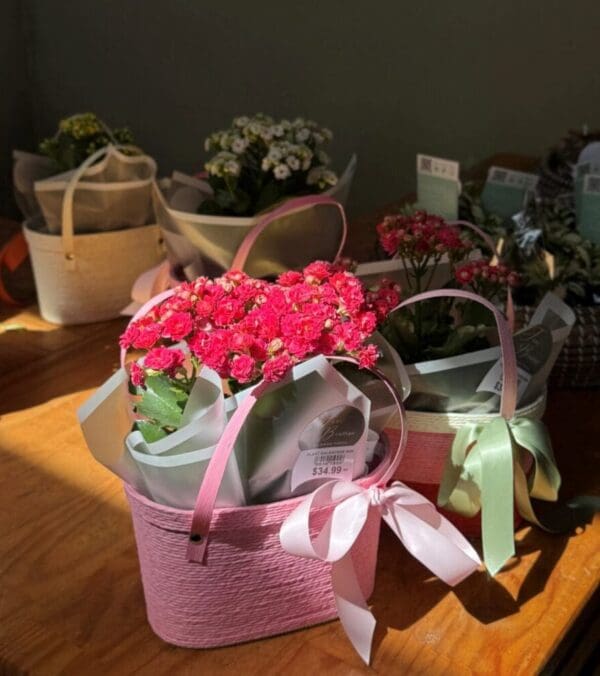Kalanchoe Plant
