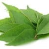 HERB FRESH CURRY LEAVES - Image 2