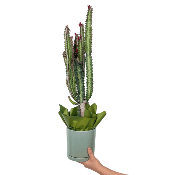 EUPHORBIA CACTUS PLANT