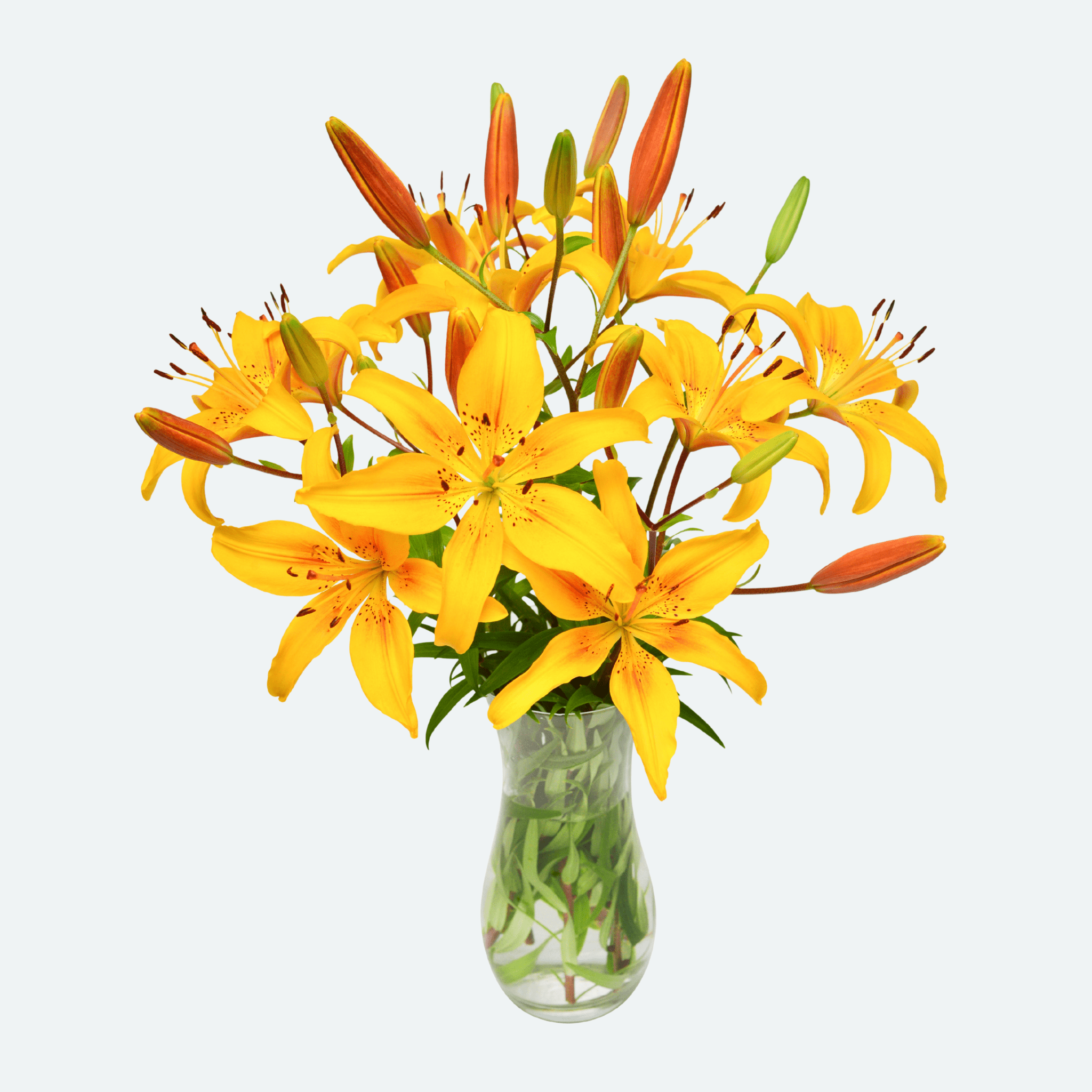 FLOWERS ASIATIC LILY Zone Fresh