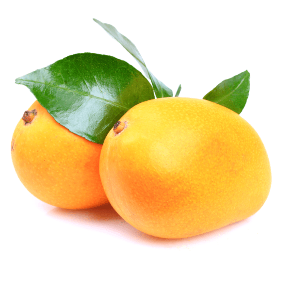 KP mango