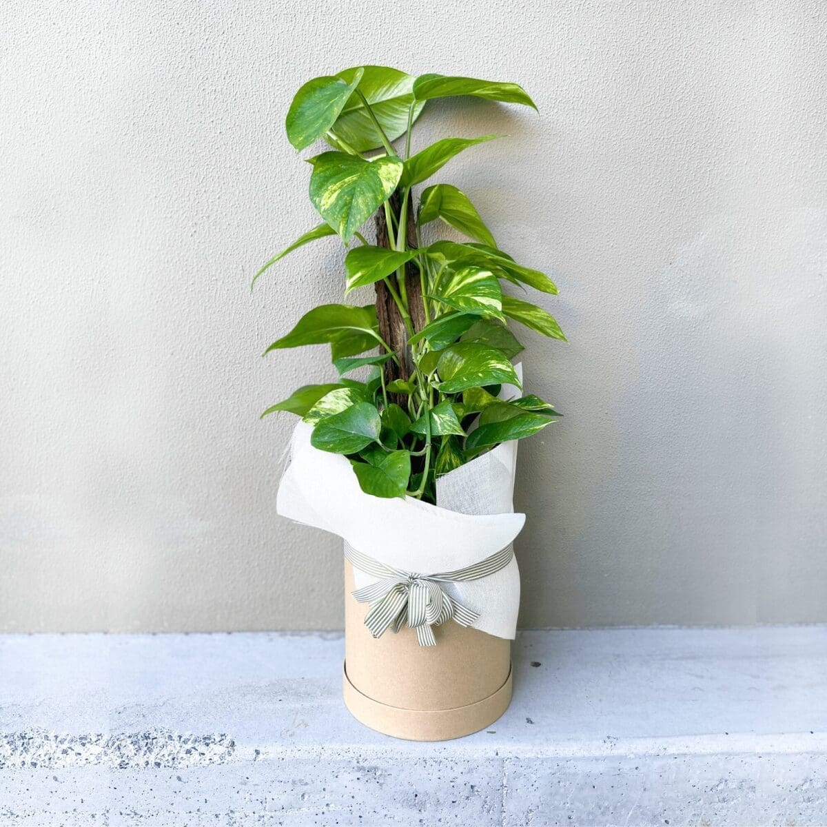 PLANT POTHOS TOTEM