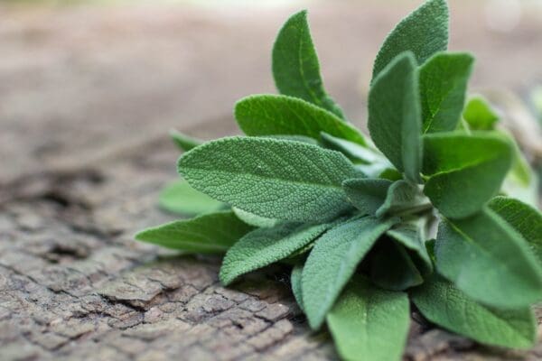 HERB FRESH SAGE