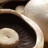Close-up of mushrooms showing gills and caps; highlights texture and structure.