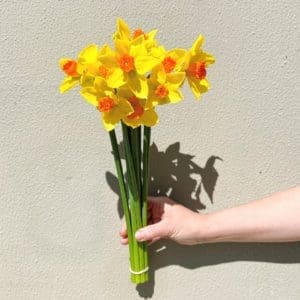 daffodil