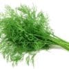 HERB FRESH DILL - Image 2