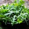 Bowl of fresh green arugula leaves with visible water droplets on the surface.