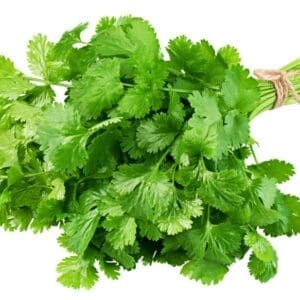 Fresh green cilantro leaves tied with twine on a plain white background.
