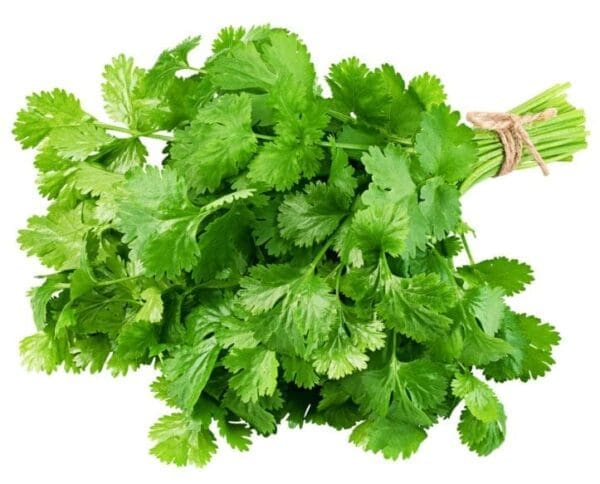 Fresh green cilantro leaves tied with twine on a plain white background.