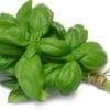 Bunch of fresh green basil leaves tied with twine, vibrant and glossy.
