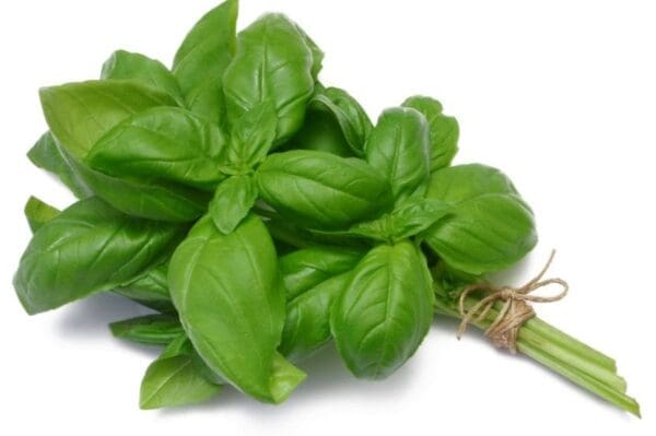 Bunch of fresh green basil leaves tied with twine, vibrant and glossy.