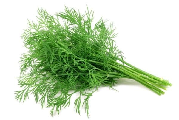 Fresh green dill with feathery leaves on a white background.