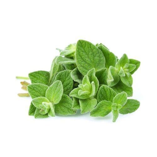 Fresh green oregano leaves on a white background.