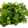 Fresh bunch of green parsley with stems and leaves on a white background.