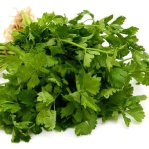 Fresh bunch of green parsley with stems and leaves on a white background.