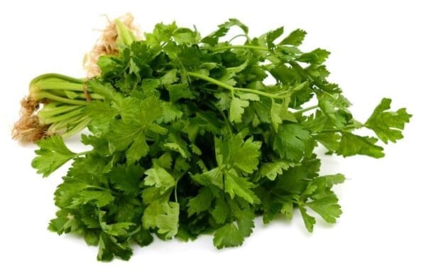 Fresh bunch of green parsley with stems and leaves on a white background.