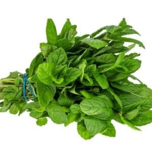 Fresh green mint leaves bundled with a blue rubber band on white background.