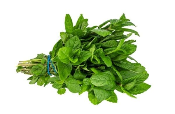 Fresh green mint leaves bundled with a blue rubber band on white background.