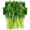 Fresh pea shoots with vibrant green leaves and pale green slender stems.