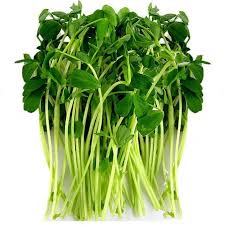 Fresh pea shoots with vibrant green leaves and pale green slender stems.