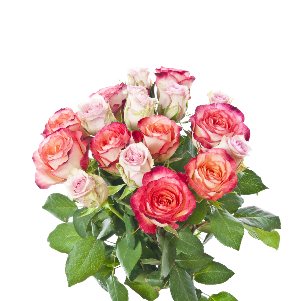 FRESH ROSES