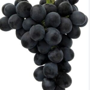 Cluster of dark purple grapes with green stem on white background.