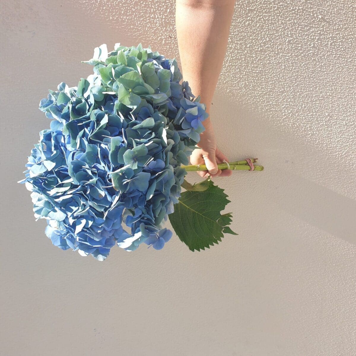 Hand holding blue hydrangea flowers with green leaves on beige textured background.