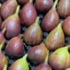Ripe figs arranged in a tray, displaying dark purple and green colors, smooth and glossy.