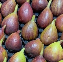 Ripe figs arranged in a tray, displaying dark purple and green colors, smooth and glossy.