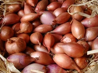 Shallots in shades of brown and reddish-purple in a basket with straw.