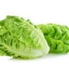 Two crisp romaine lettuce heads with green leaves on a white background.