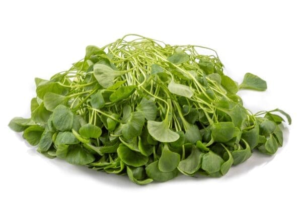 Fresh green watercress leaves piled with short stems on a white background.