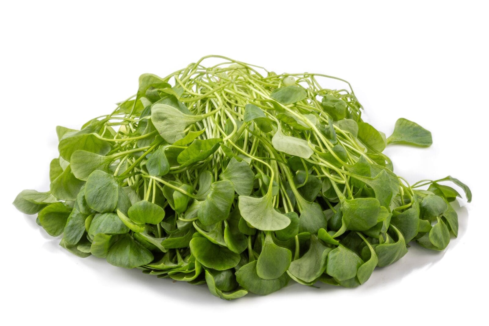 Fresh green watercress leaves piled with short stems on a white background.