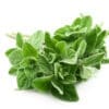 Fresh green oregano leaves on a white background.