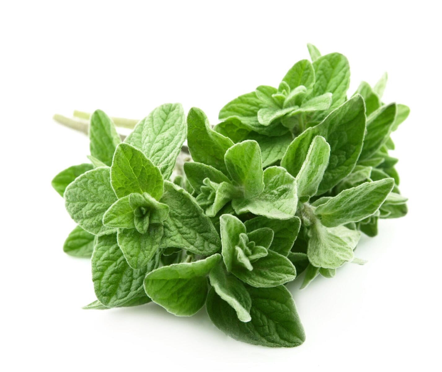 Fresh green oregano leaves on a white background.