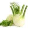 Fresh fennel bulbs with green stalks and fronds on a white background.