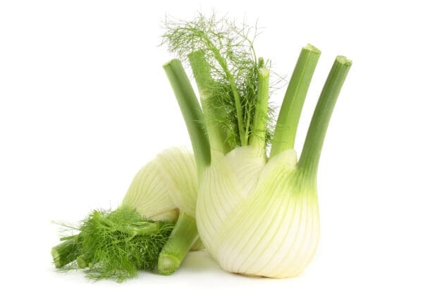 Fresh fennel bulbs with green stalks and fronds on a white background.