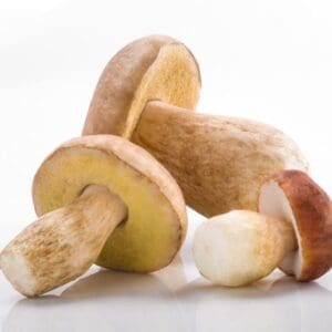 Three whole brown mushrooms with rounded caps and thick stems on a white background.