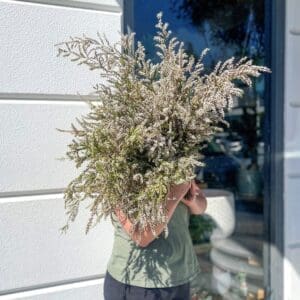 thryptomene flower bunch