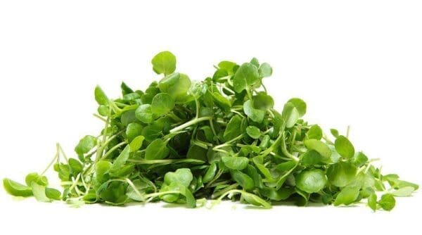 FRESH WATERCRESS BUNCHES